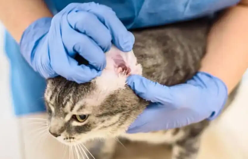 врач осматривает уши кошке